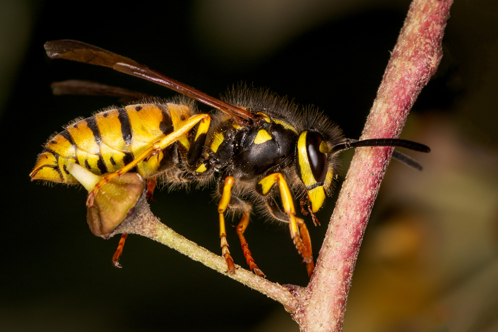 European Wasp (Vespula germanica)